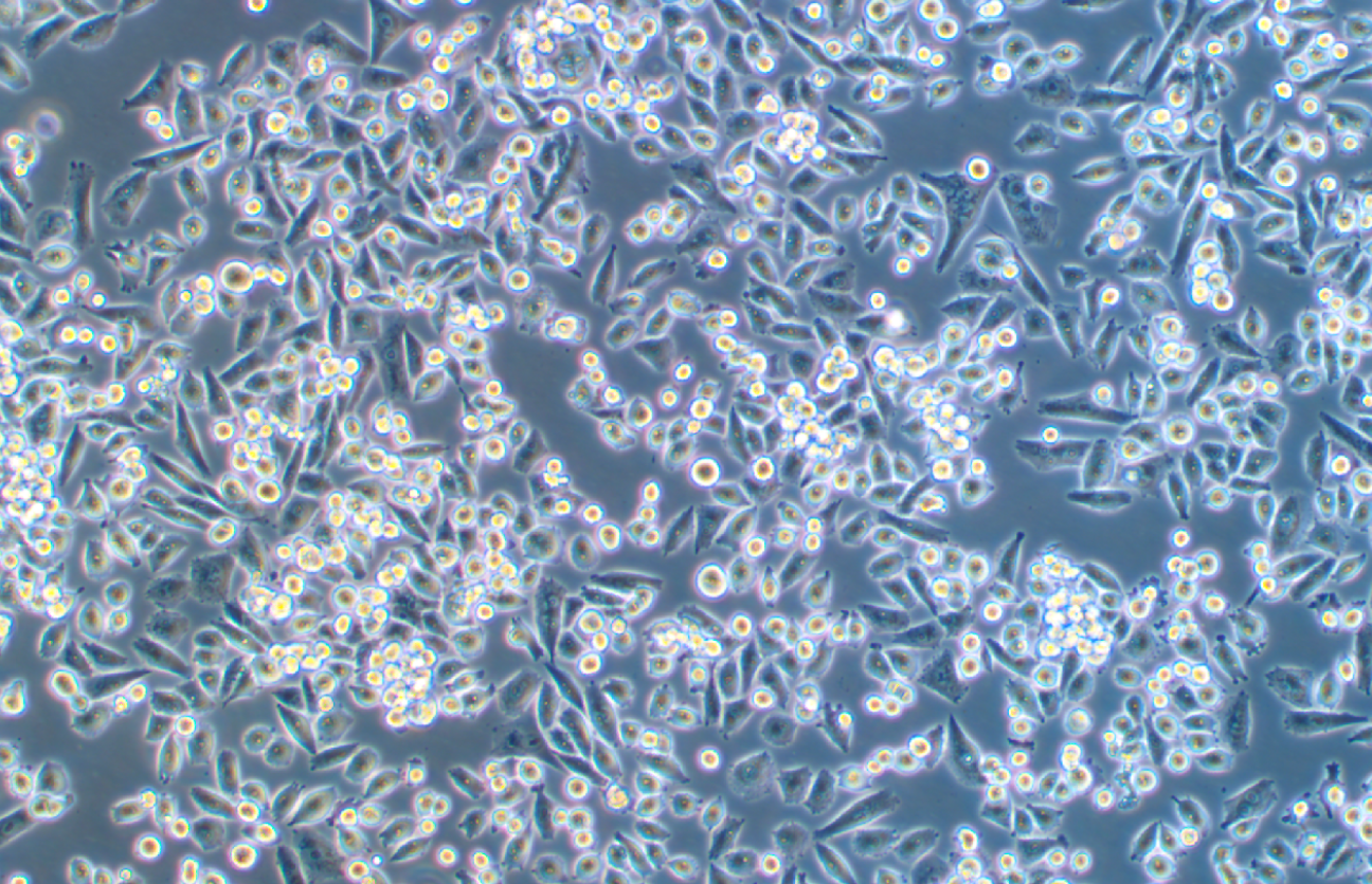 人胰腺癌吉西他濱耐藥株MIA-PACA-2/G