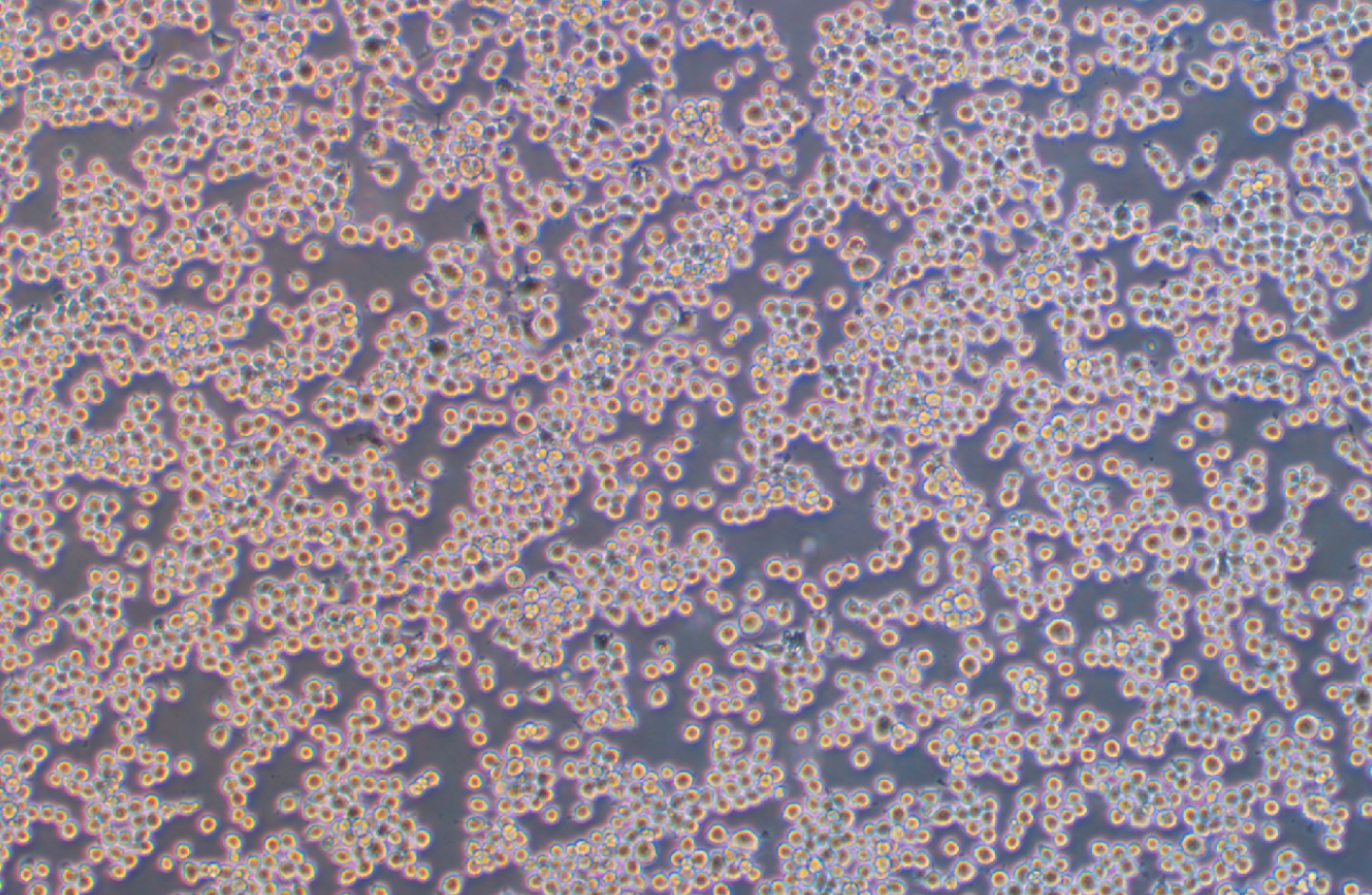 小鼠單核巨噬細胞J774A.1(種屬鑒定)