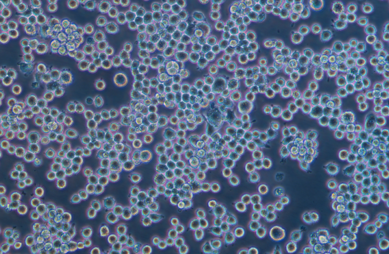 小鼠單核巨噬細胞J774A.1(種屬鑒定)