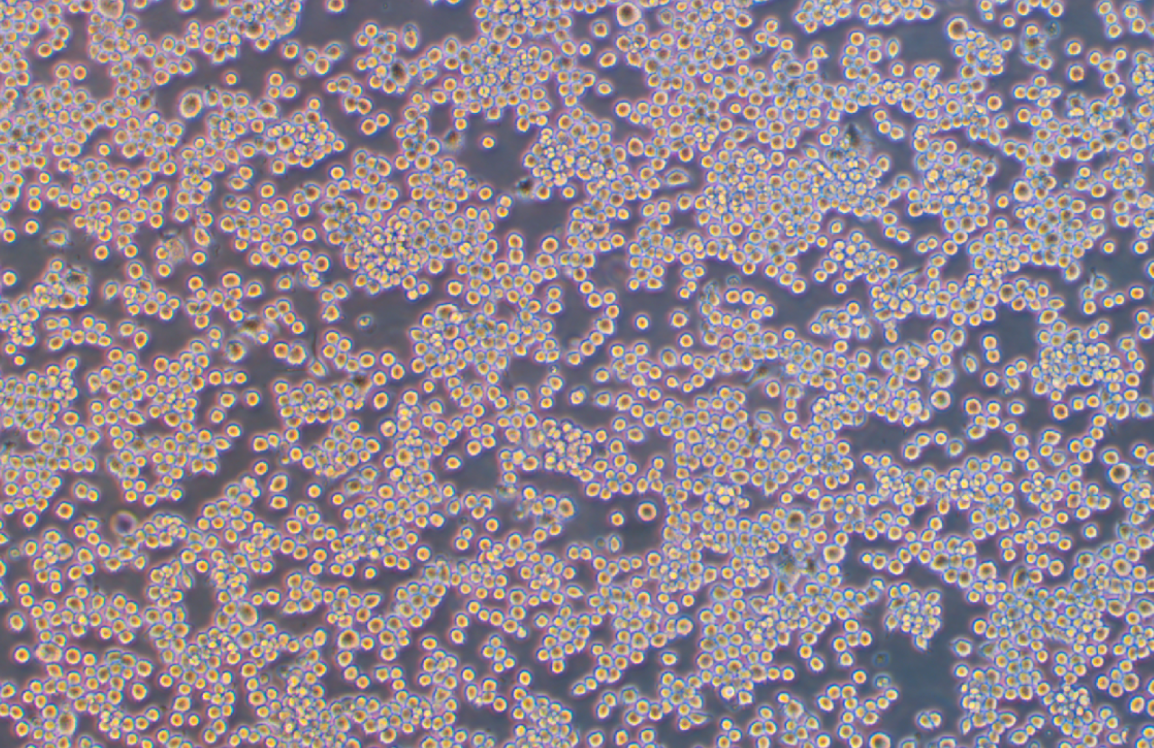 小鼠單核巨噬細胞J774A.1(種屬鑒定)