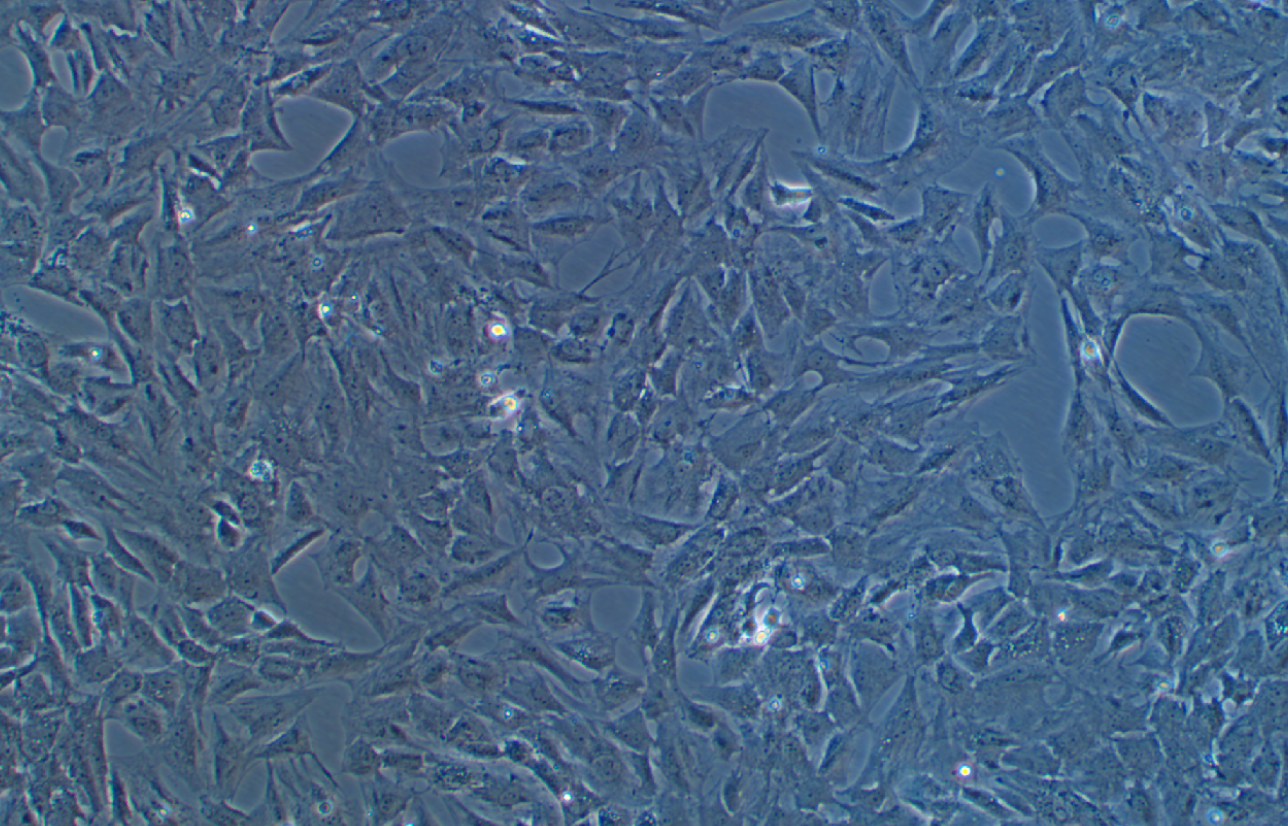 人真皮成纖維細胞永生化(SV40轉染)?HSF