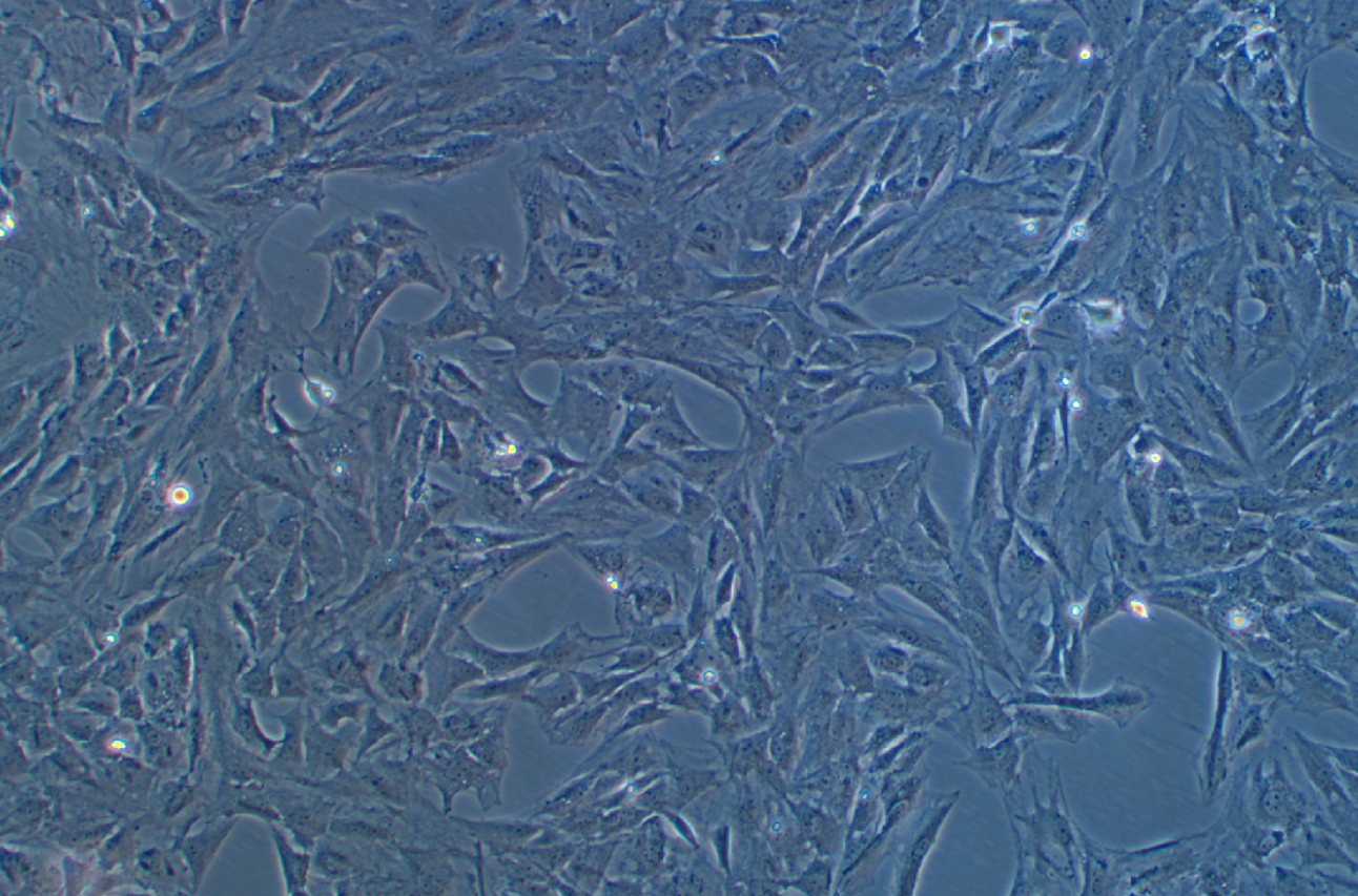 人真皮成纖維細胞永生化(SV40轉染)?HSF