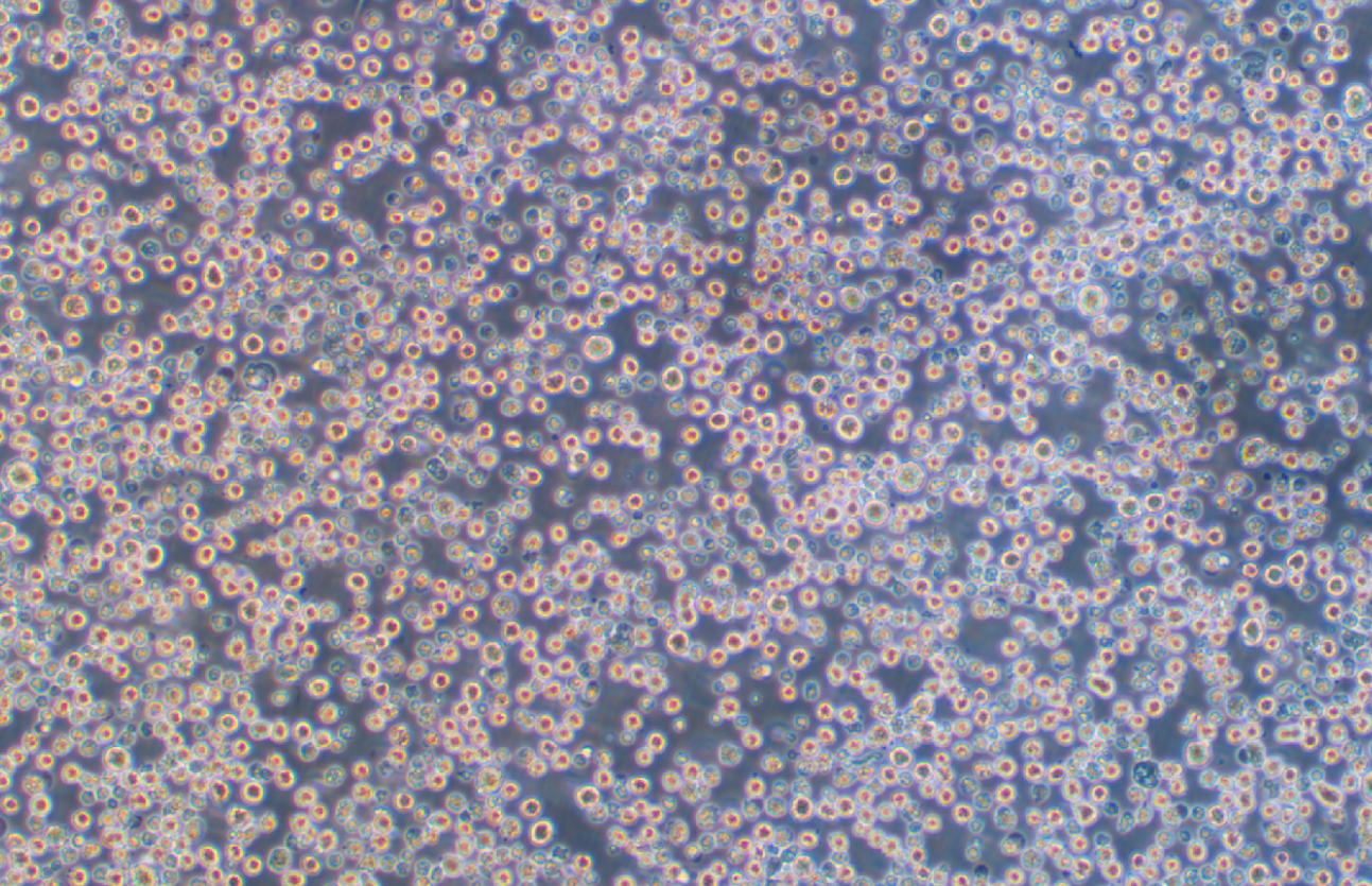 35.1雜交瘤細胞抗CD2(種屬鑒定)