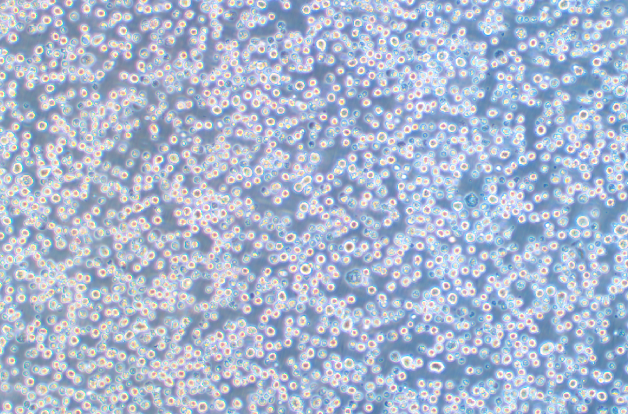 35.1雜交瘤細胞抗CD2(種屬鑒定)