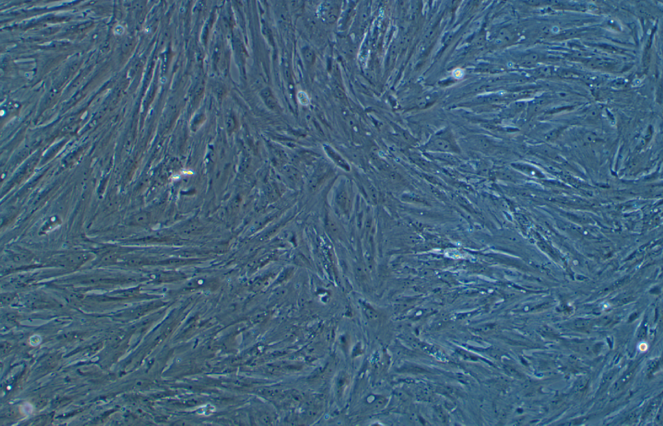 豬原代卵巢顆粒細胞