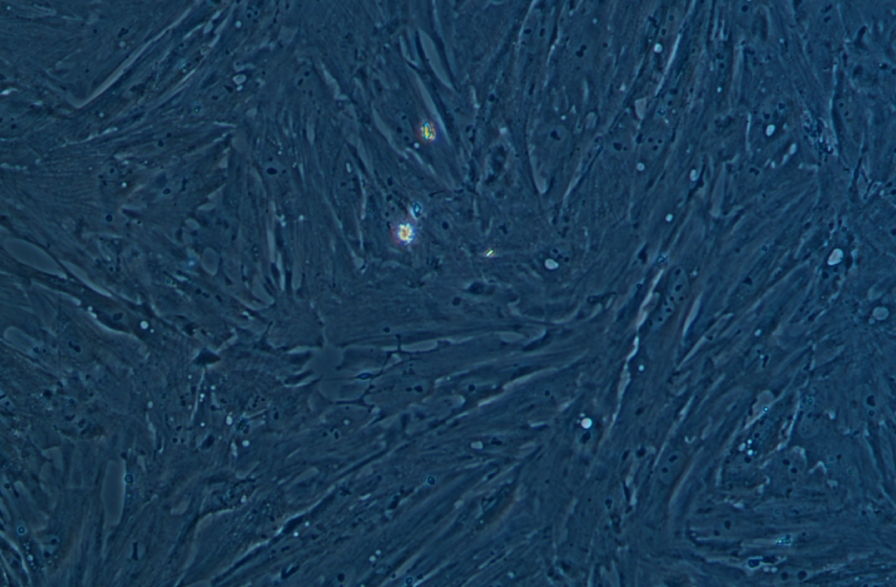 豬原代卵巢顆粒細胞