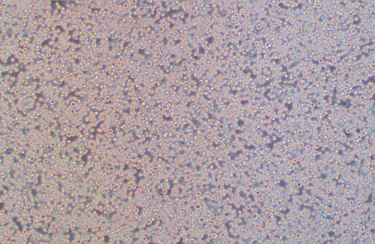 小鼠紅白血病細胞MEL(種屬鑒定)