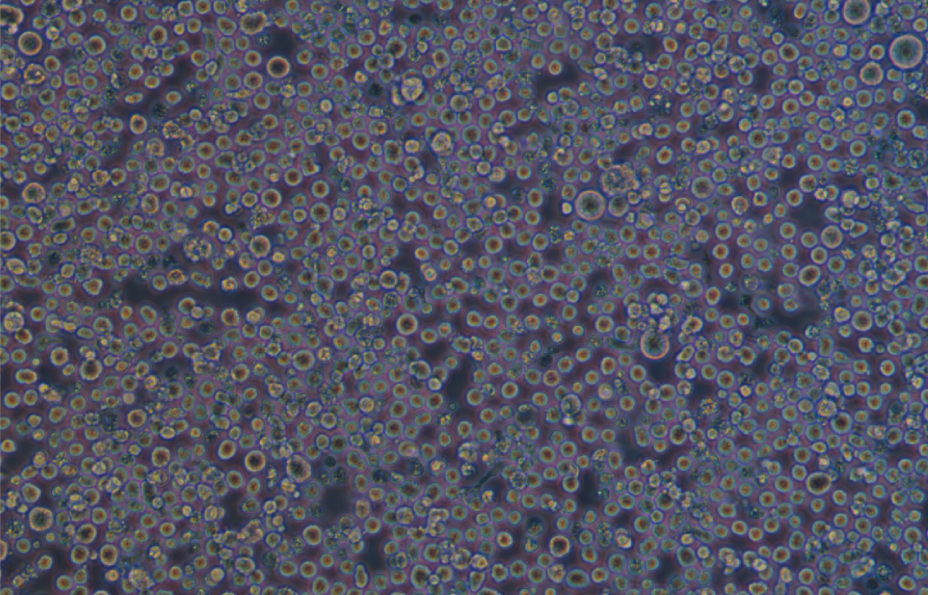 小鼠紅白血病細胞MEL(種屬鑒定)