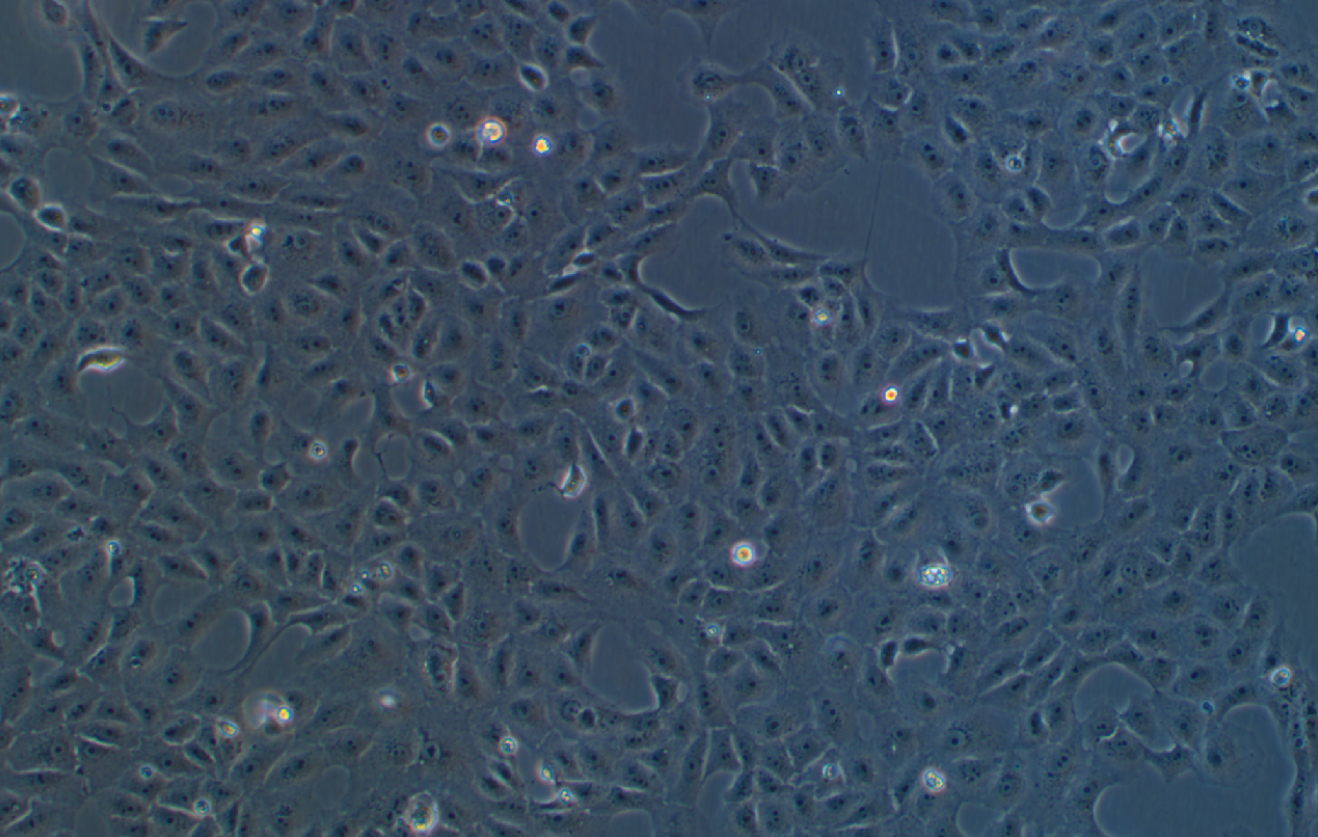 恒河猴腎細(xì)胞MA-104(種屬鑒定)