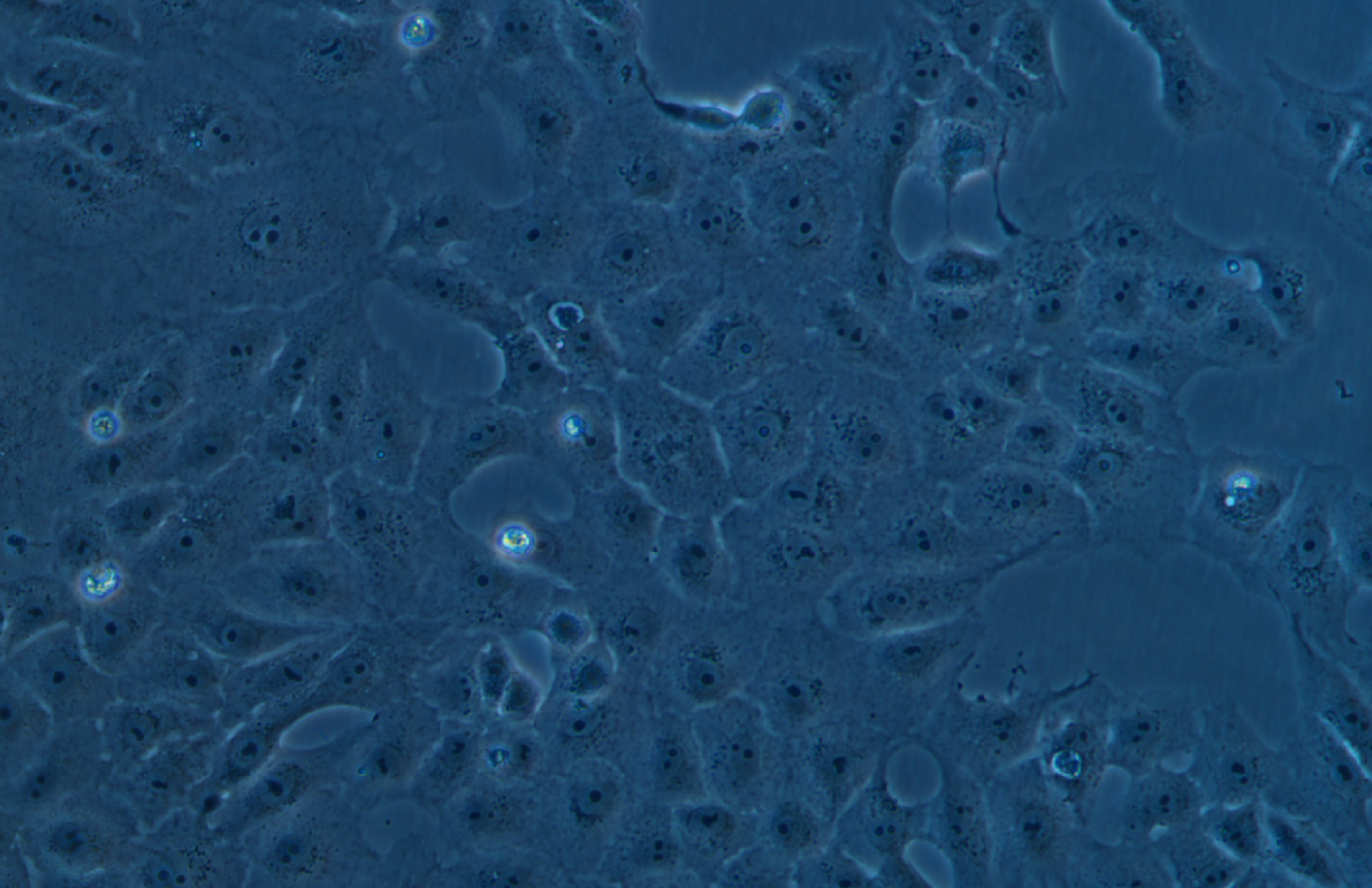 恒河猴腎細(xì)胞MA-104(種屬鑒定)