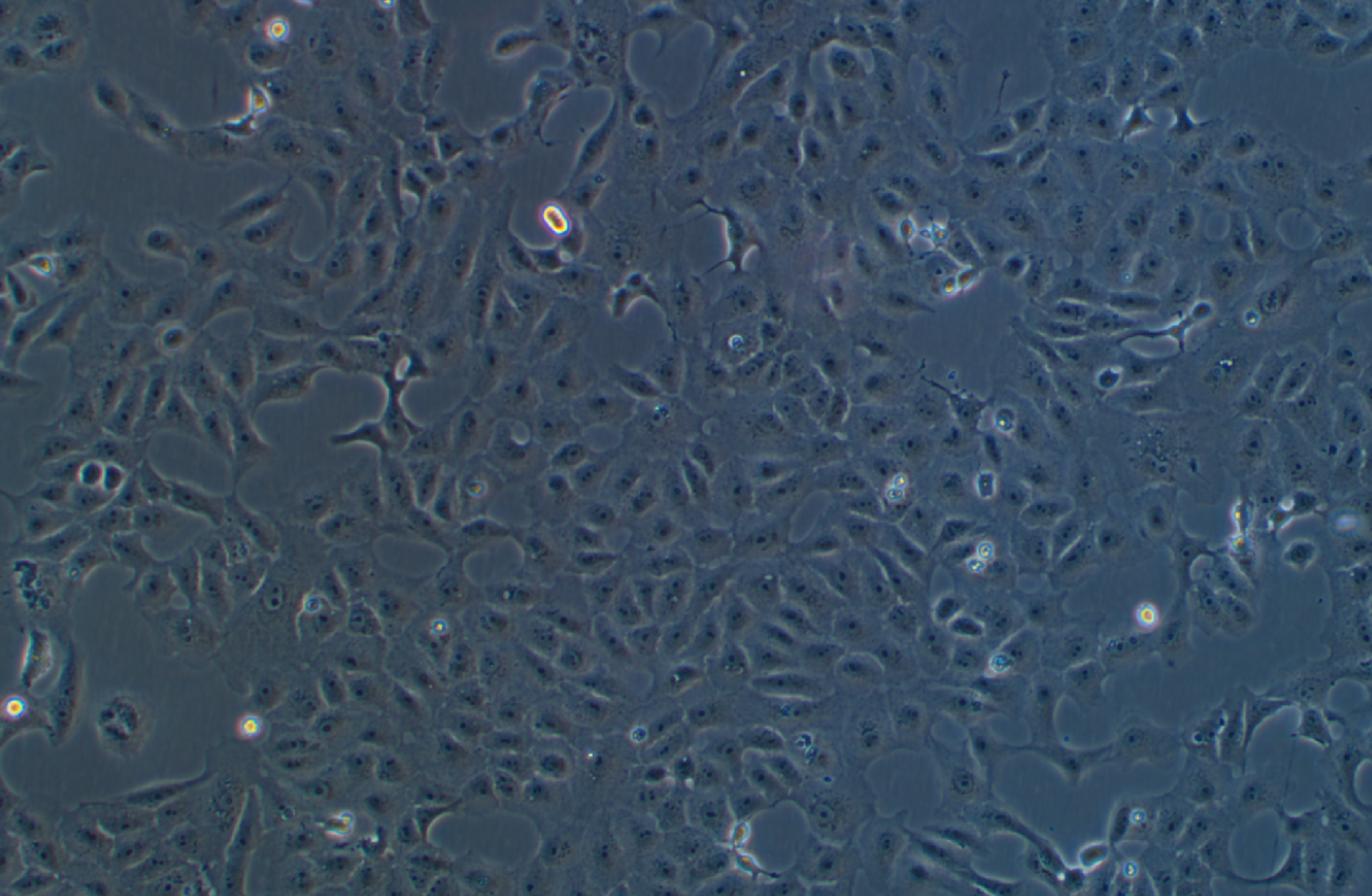 恒河猴腎細(xì)胞MA-104(種屬鑒定)