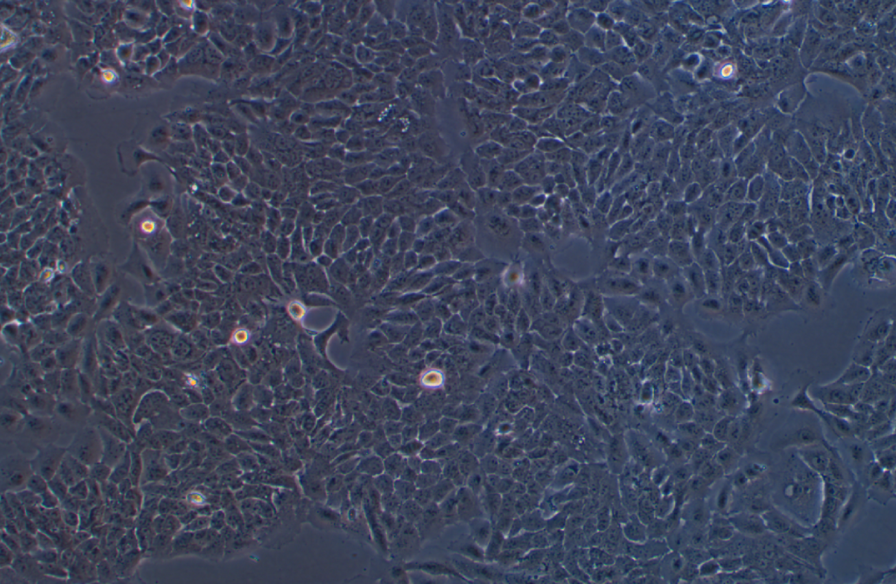 人永生化表皮細胞熒光素酶標記HaCat+luc(STR鑒定正確)