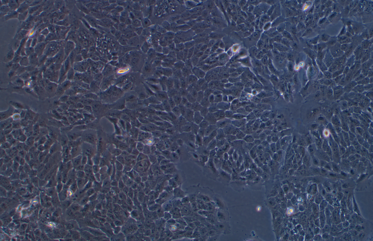 人永生化表皮細胞熒光素酶標記HaCat+luc(STR鑒定正確)