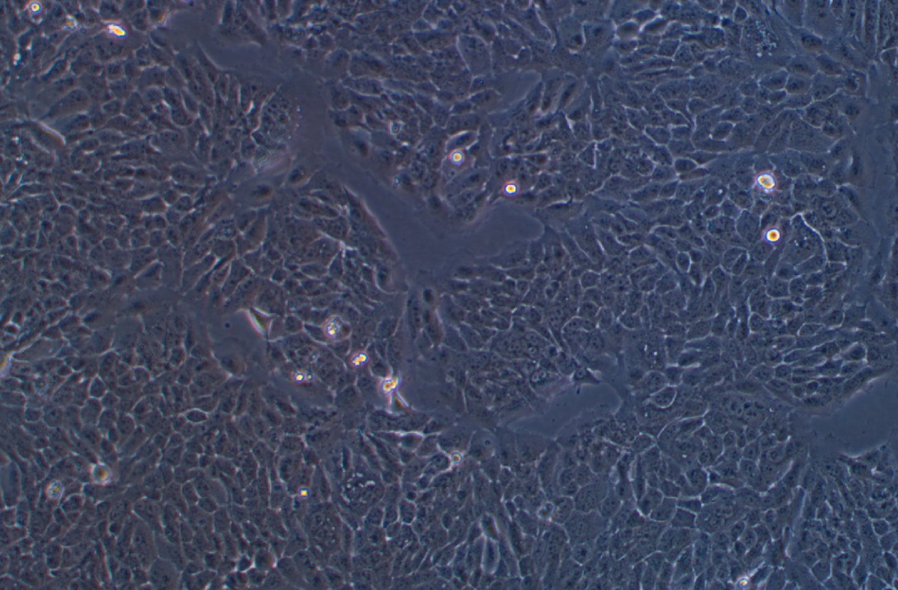 人永生化表皮細胞熒光素酶標記HaCat+luc(STR鑒定正確)