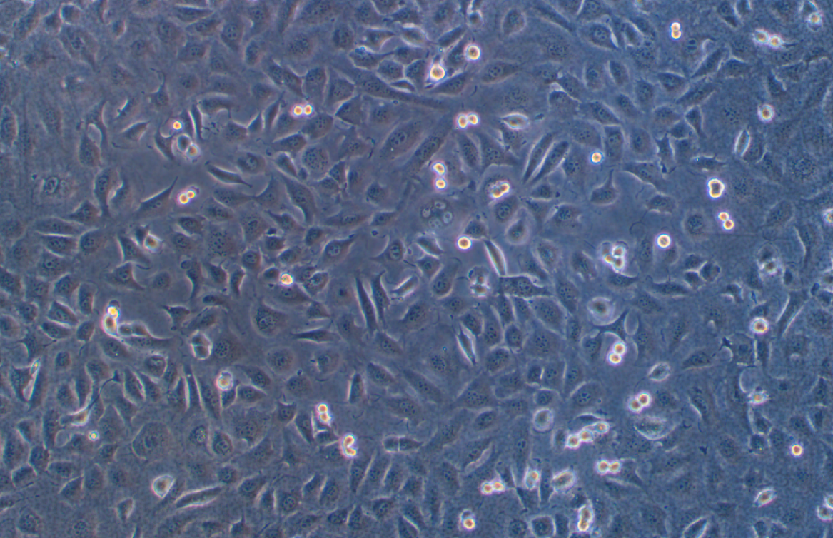 小鼠精原細胞系GC-1 spg(種屬鑒定)