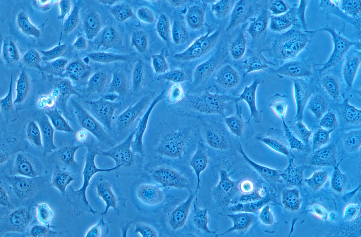 小鼠精原細胞系GC-1 spg(種屬鑒定)