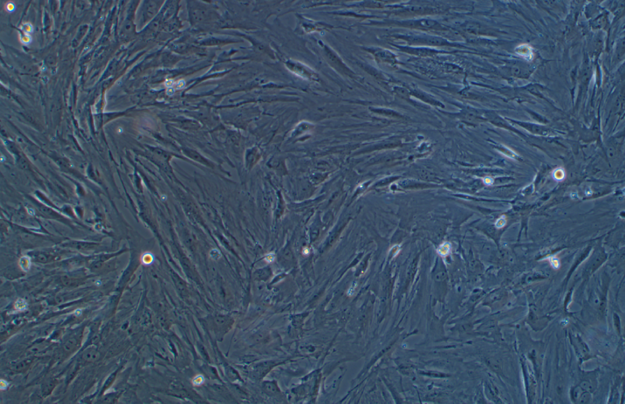 小鼠原代滑膜間充質干細胞