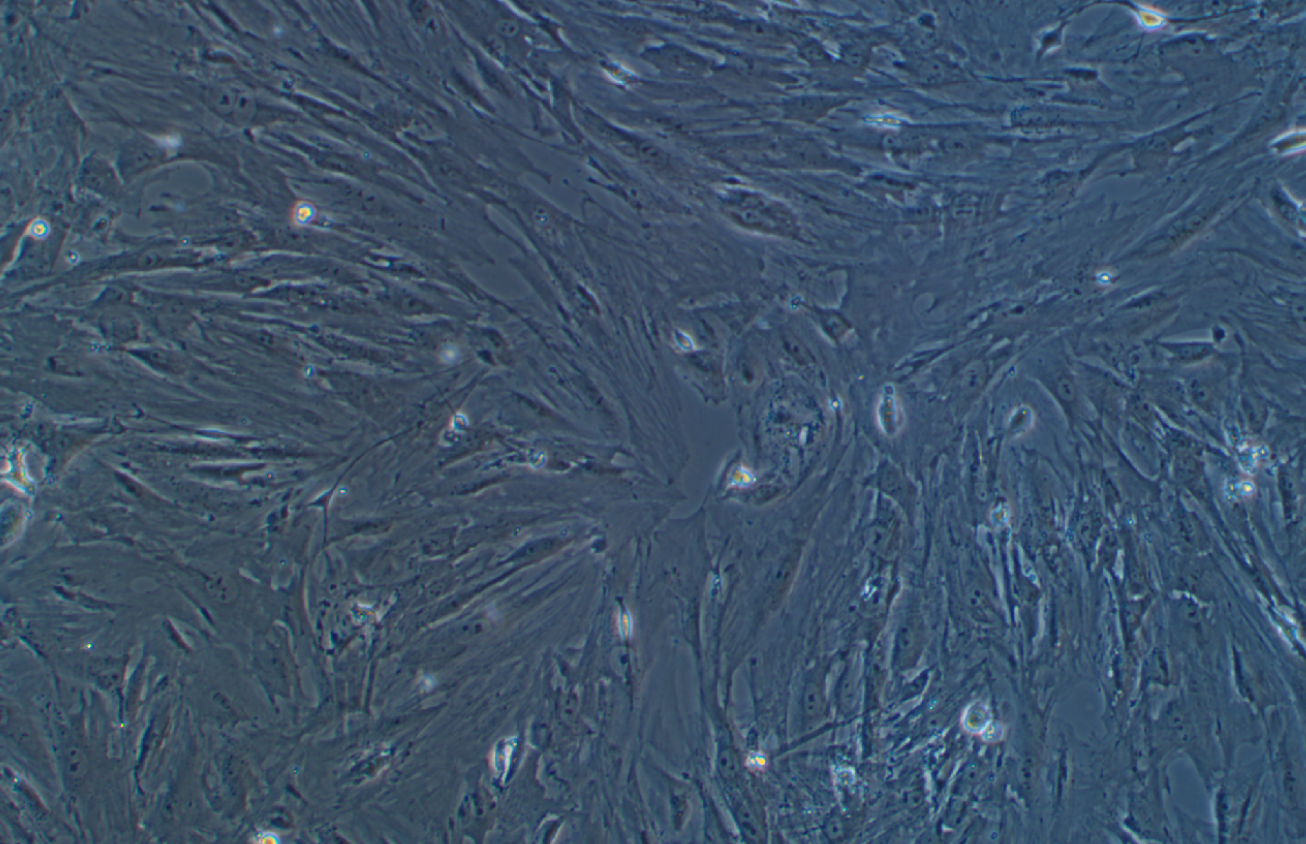 小鼠原代滑膜間充質干細胞