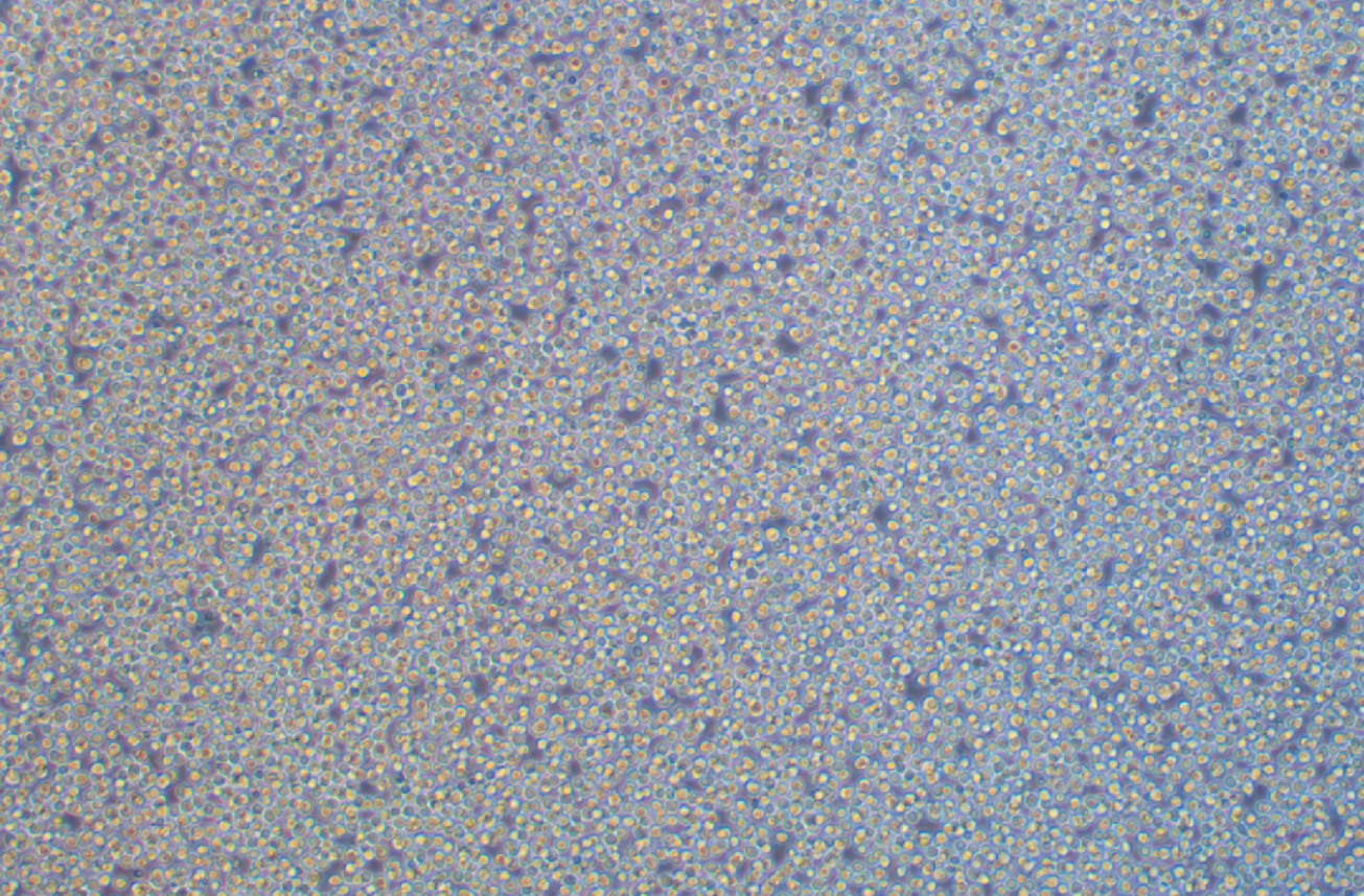 小鼠原B細胞株 BA/F3(種屬鑒定)