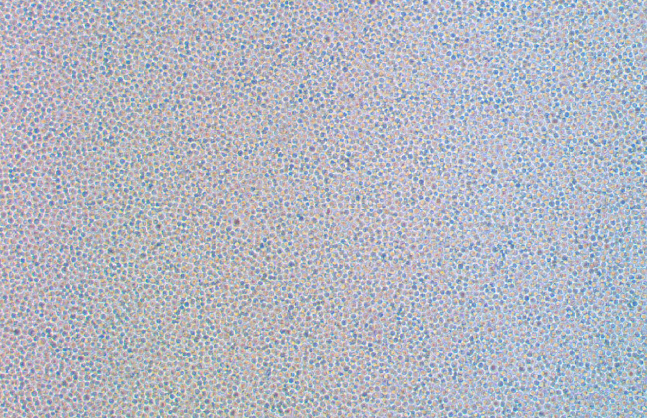 小鼠原B細胞株 BA/F3(種屬鑒定)