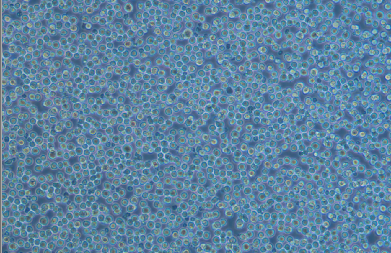 小鼠原B細胞株 BA/F3(種屬鑒定)