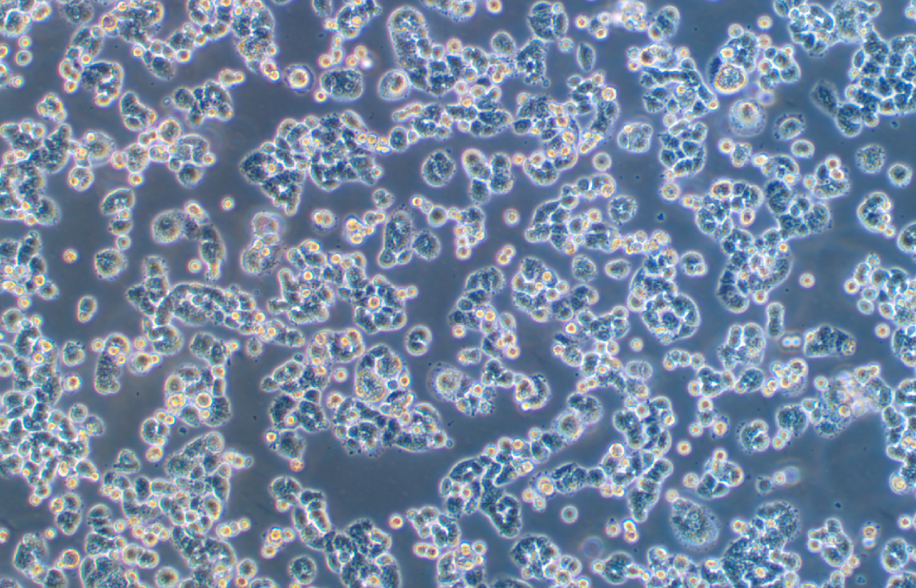 大鼠垂體瘤細(xì)胞GH3(種屬鑒定)