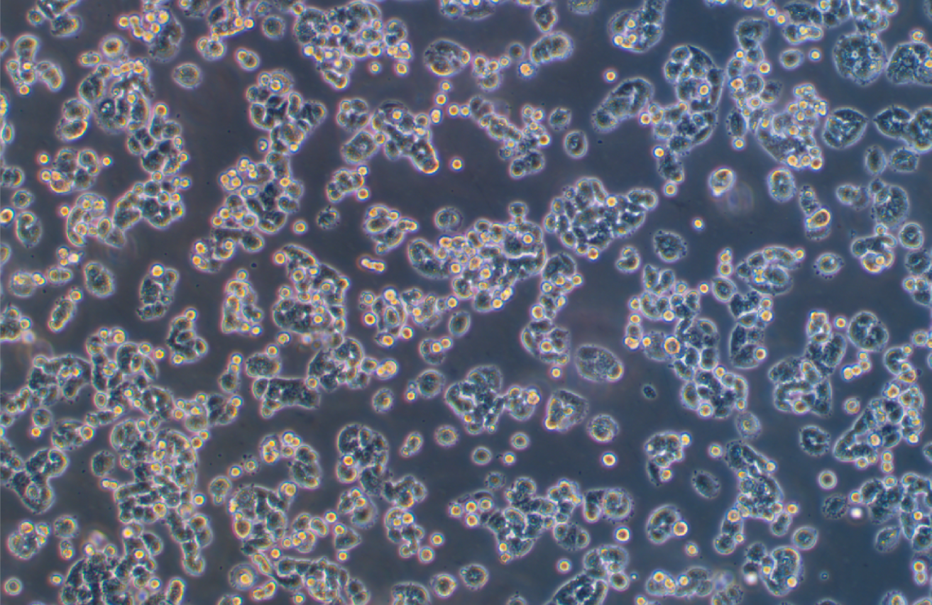 大鼠垂體瘤細(xì)胞GH3(種屬鑒定)