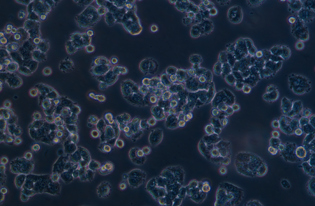 大鼠垂體瘤細(xì)胞GH3(種屬鑒定)