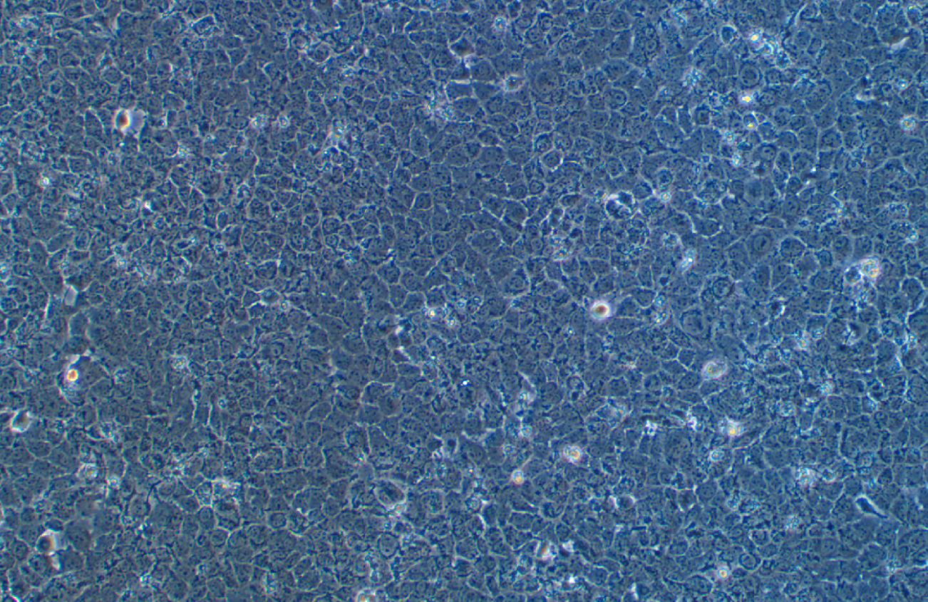 小鼠肝細(xì)胞AML12(種屬鑒定)