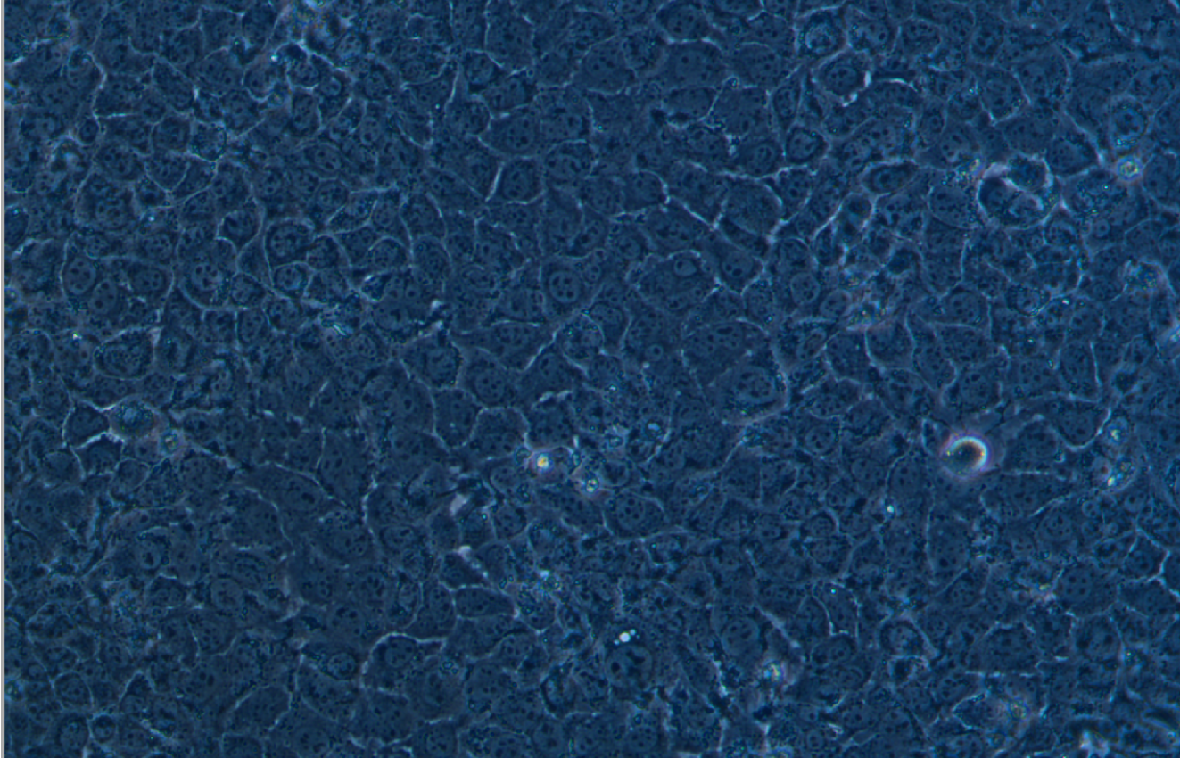 小鼠肝細(xì)胞AML12(種屬鑒定)