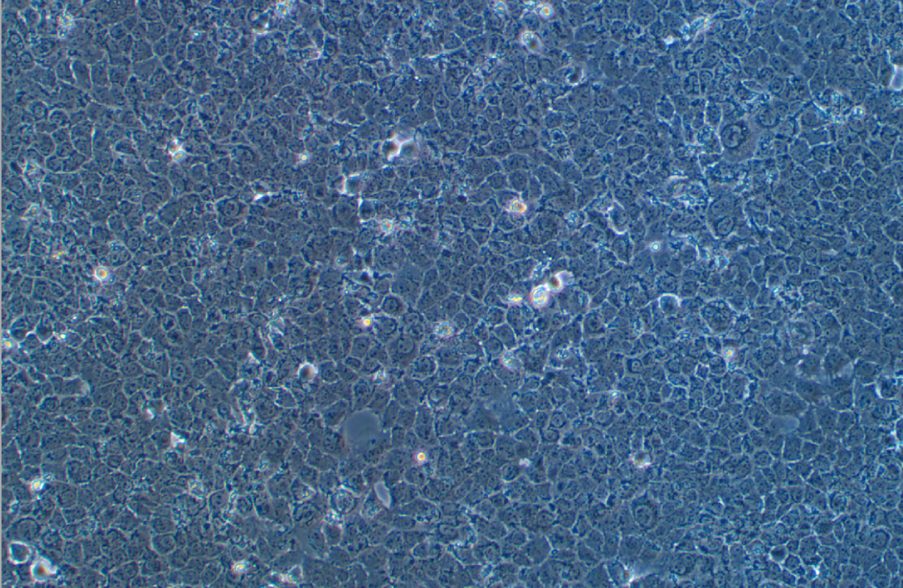 小鼠肝細(xì)胞AML12(種屬鑒定)