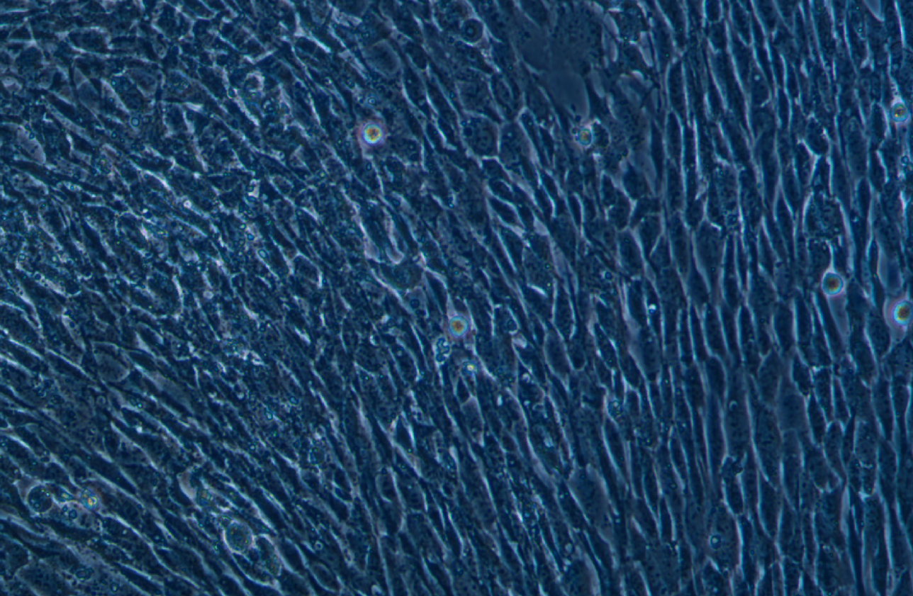 小鼠卵巢顆粒細胞永生化