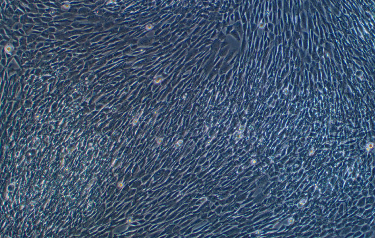 小鼠卵巢顆粒細胞永生化