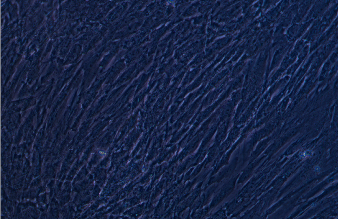 人原代牙髓干細胞