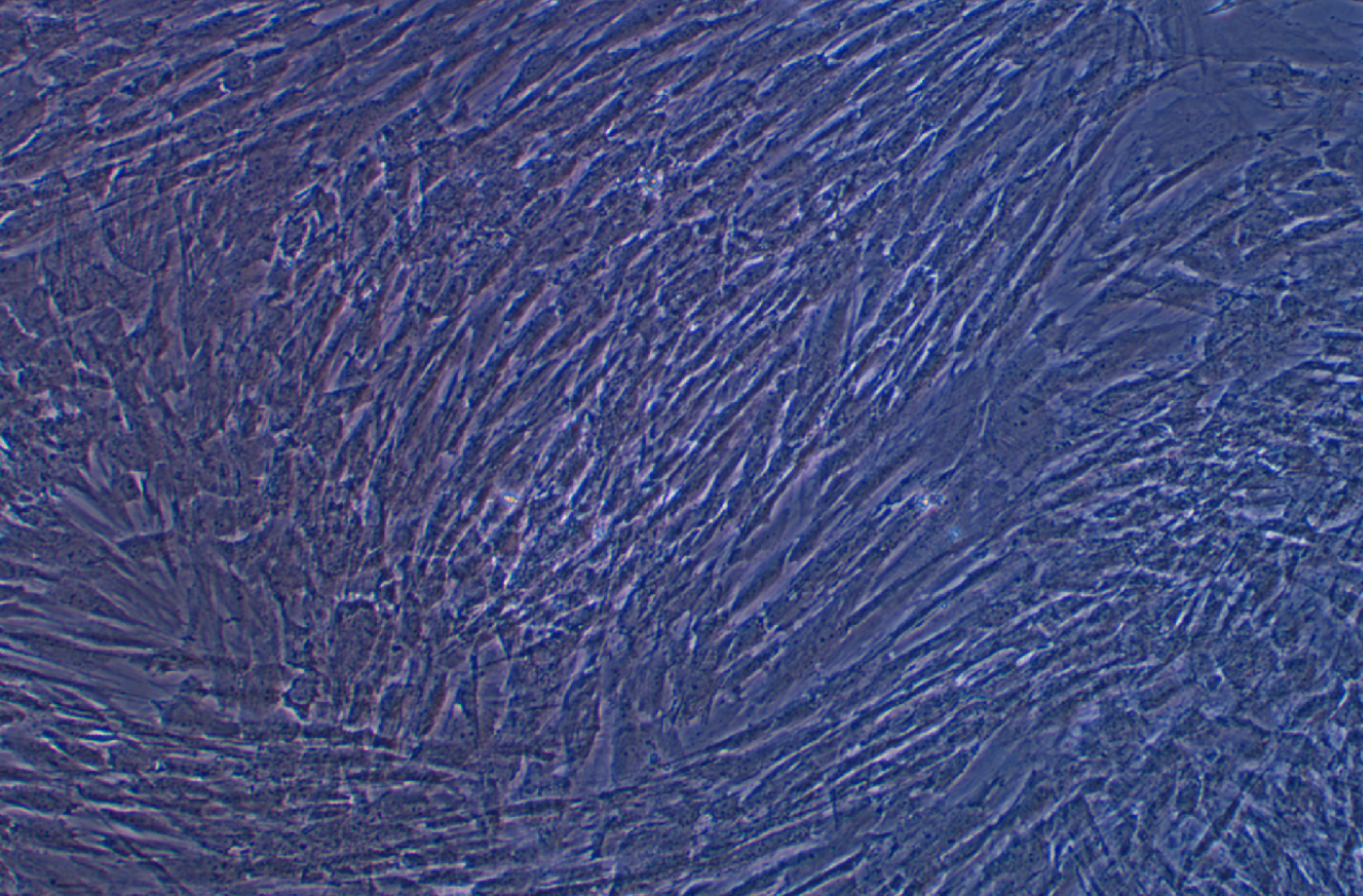 人原代牙髓干細胞