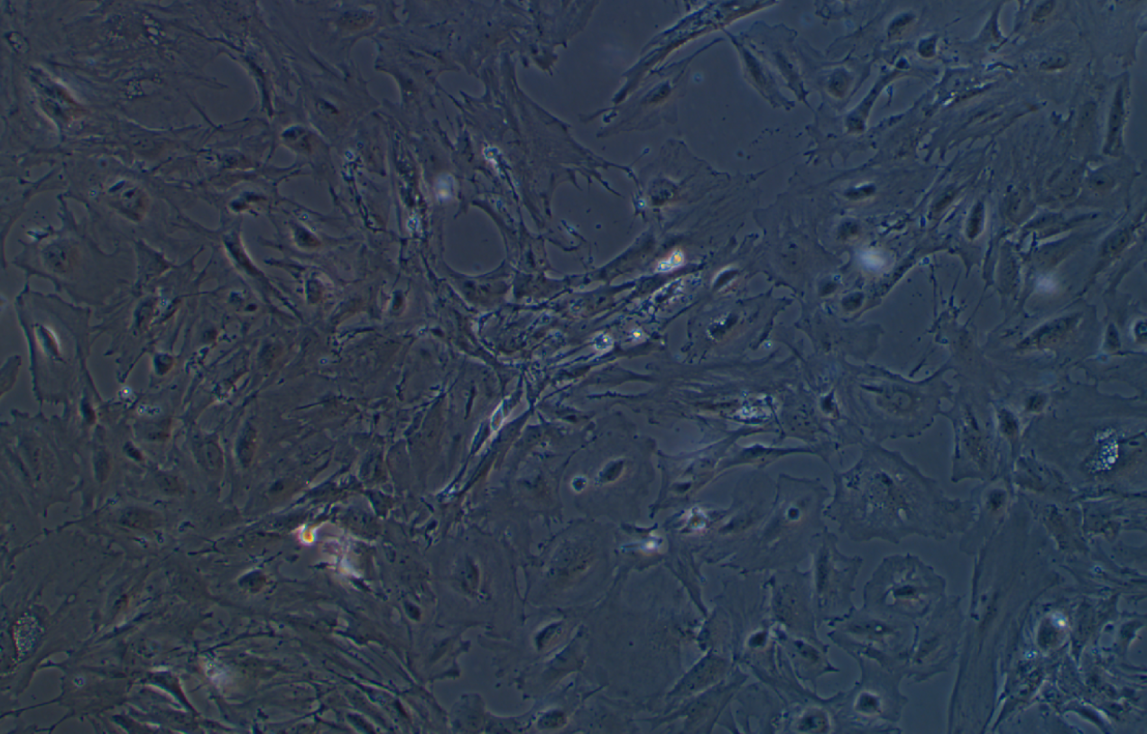 小鼠結腸粘膜上皮細胞
