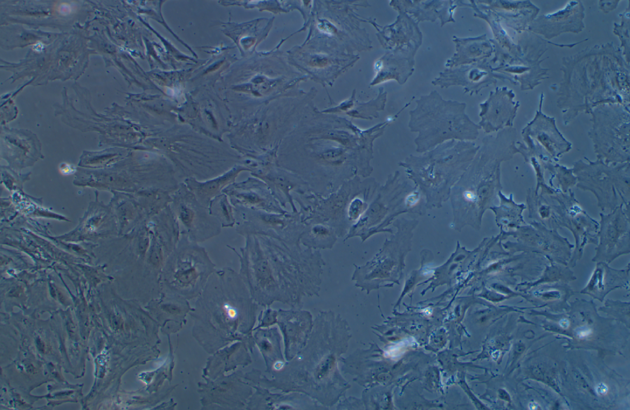 小鼠結腸粘膜上皮細胞