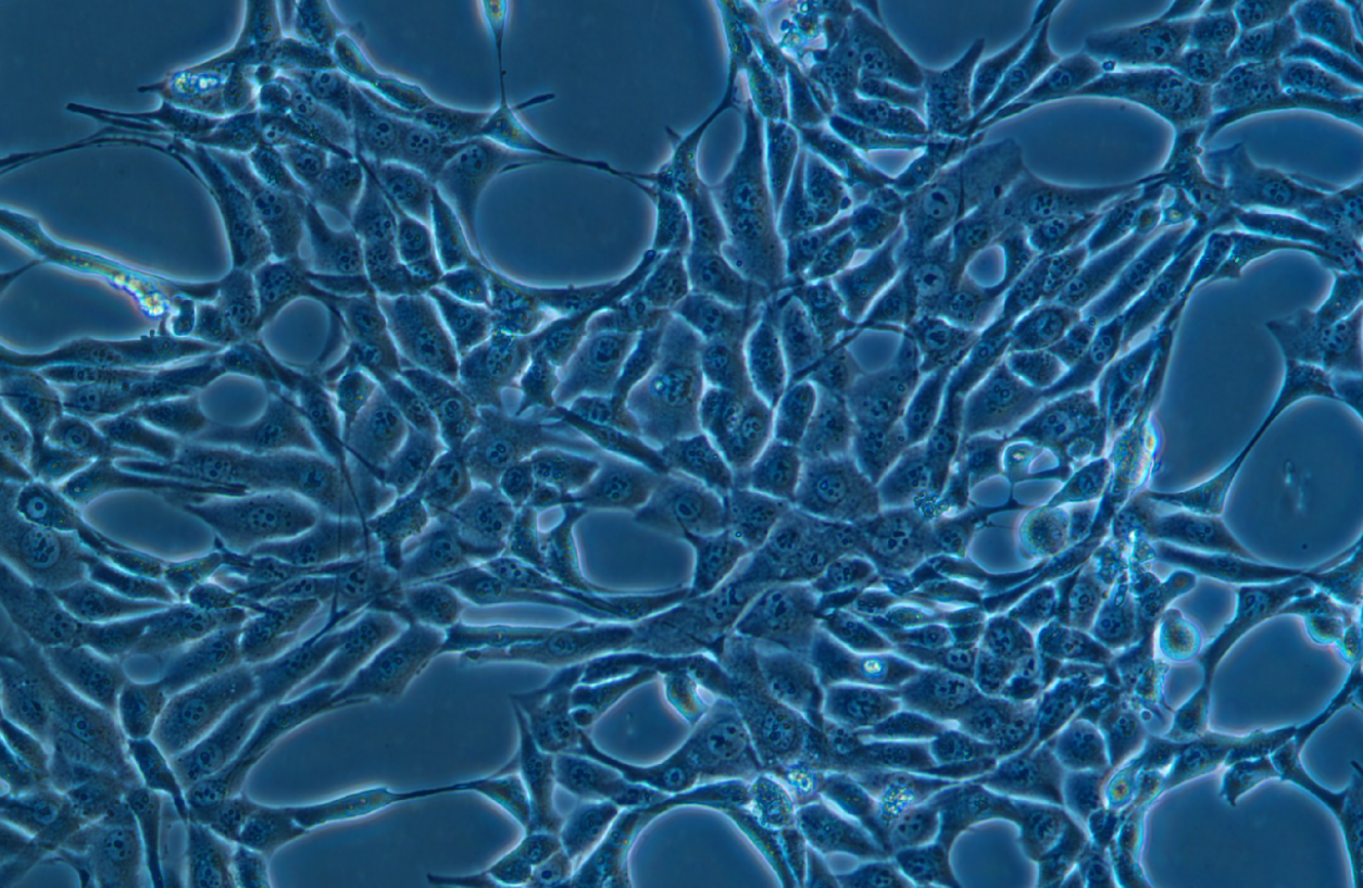小鼠前脂肪胚胎成纖維細胞3T3-L1(種屬鑒定)