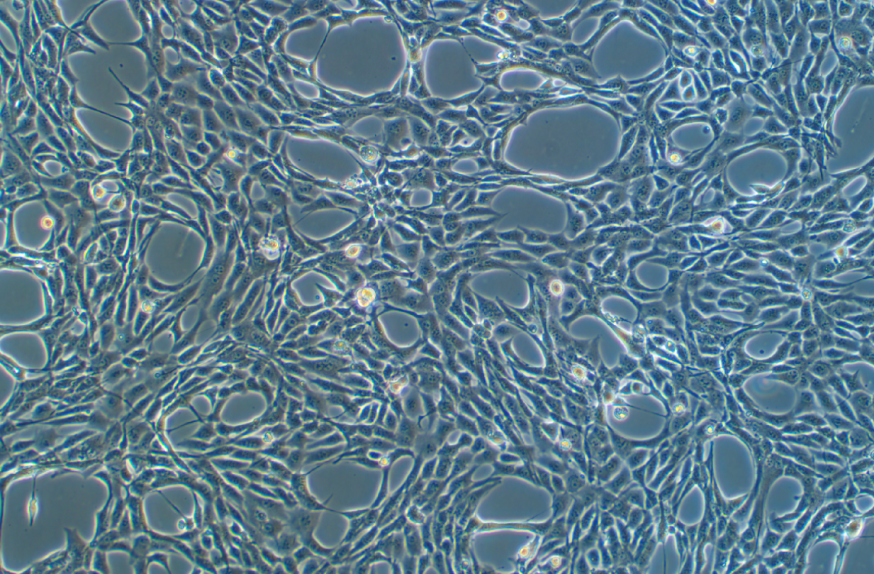 小鼠前脂肪胚胎成纖維細胞3T3-L1(種屬鑒定)