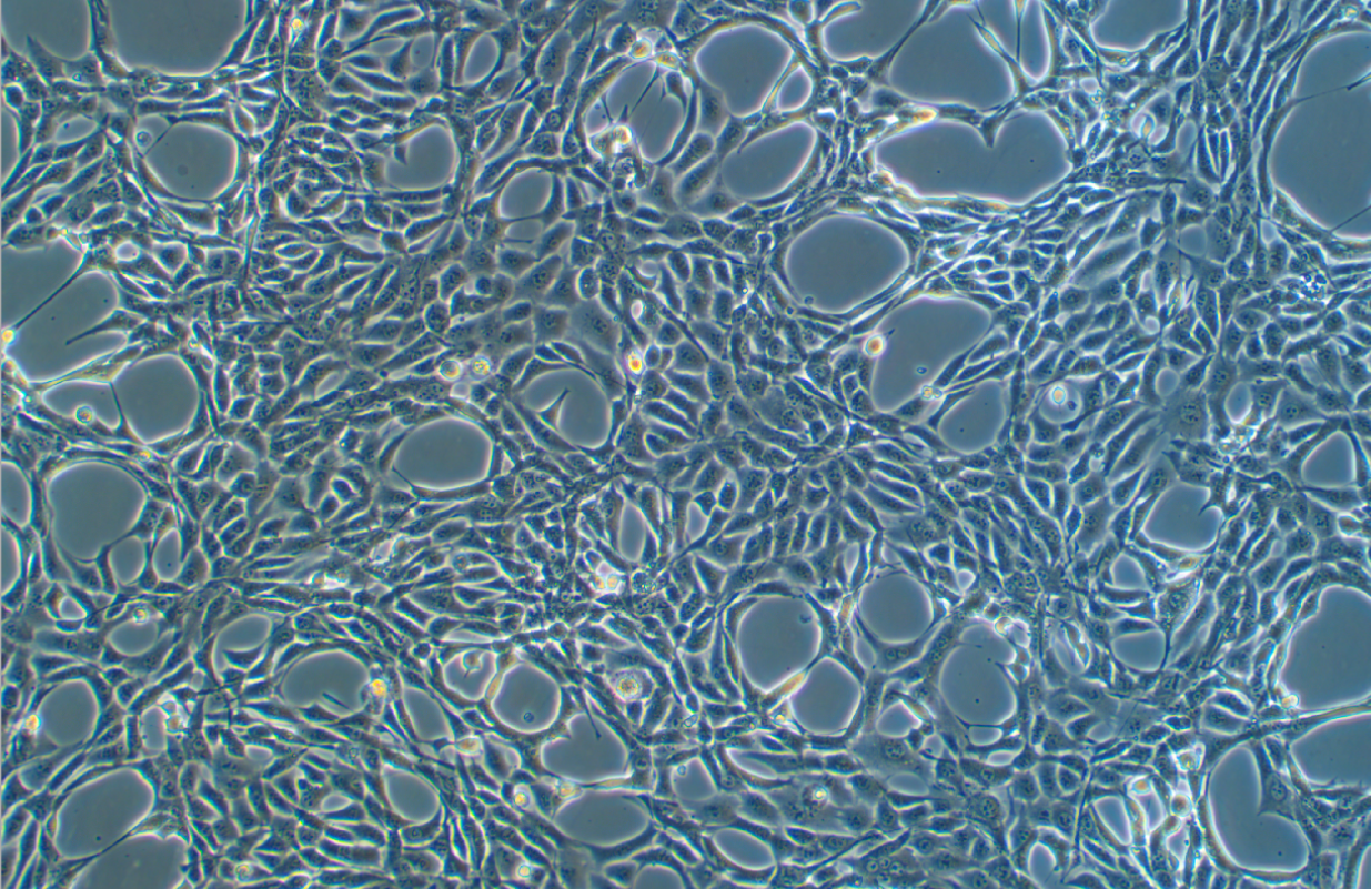 小鼠前脂肪胚胎成纖維細胞3T3-L1(種屬鑒定)
