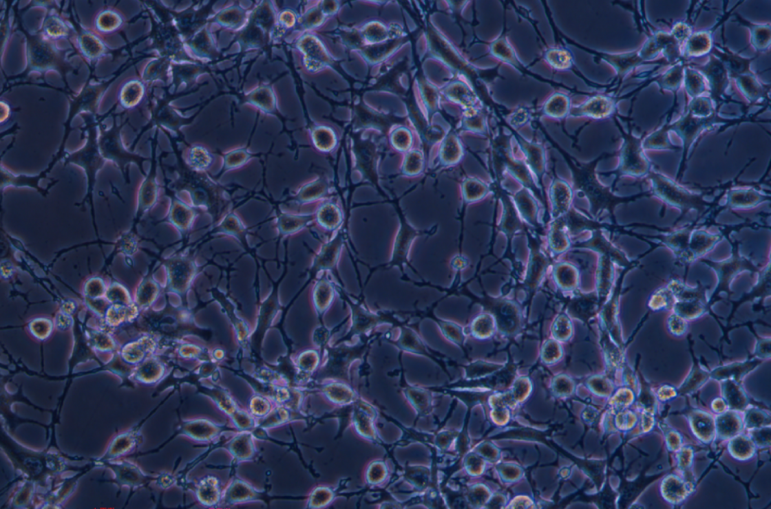 小鼠骨肉瘤成骨細(xì)胞帶熒光素酶K7M2 wt +LUC (種屬鑒定)