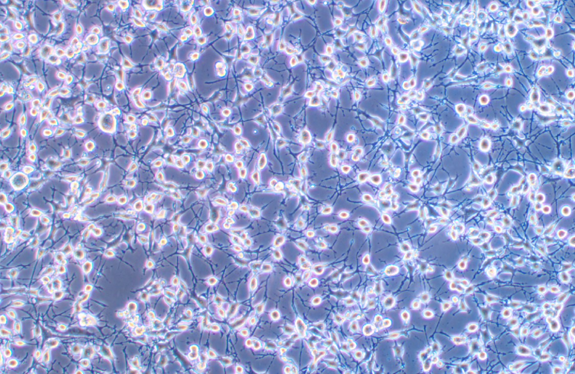 小鼠骨肉瘤成骨細(xì)胞帶熒光素酶K7M2 wt +LUC (種屬鑒定)