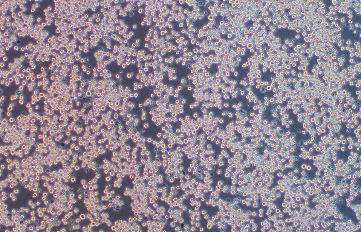 35.1雜交瘤細胞抗CD2(種屬鑒定)