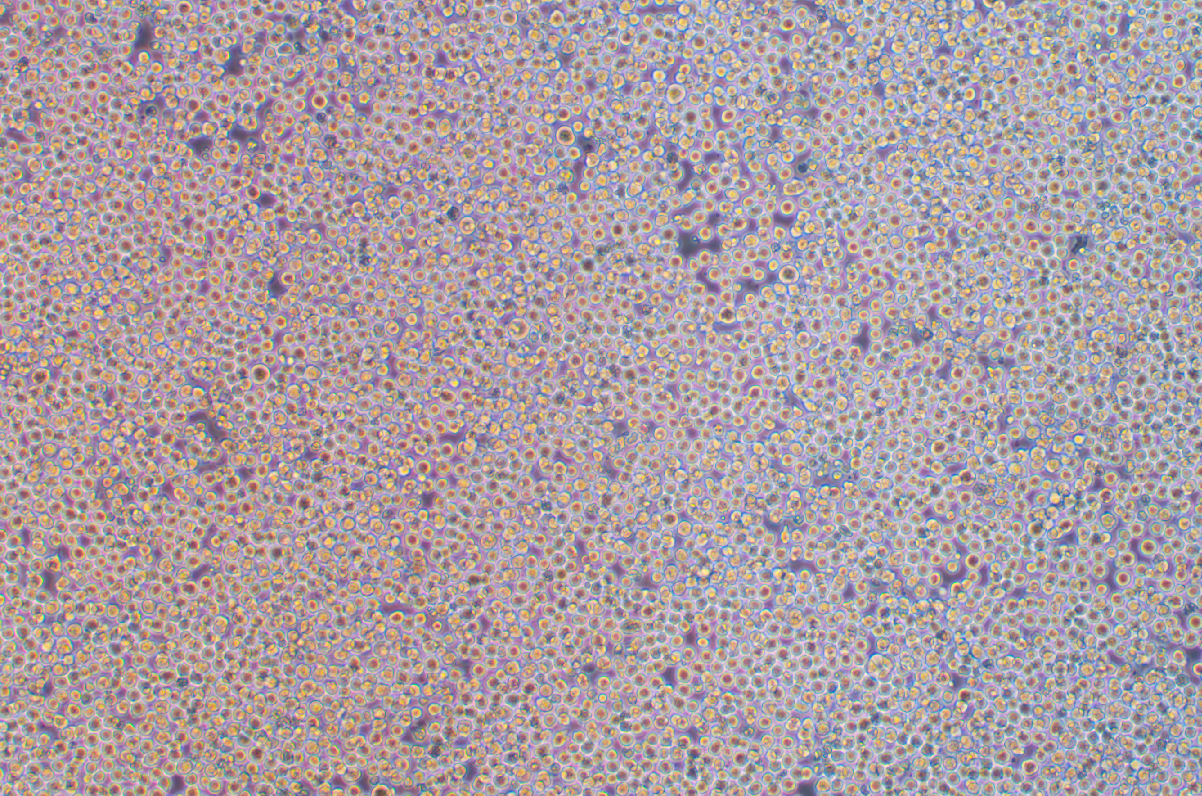 35.1雜交瘤細胞抗CD2(種屬鑒定)