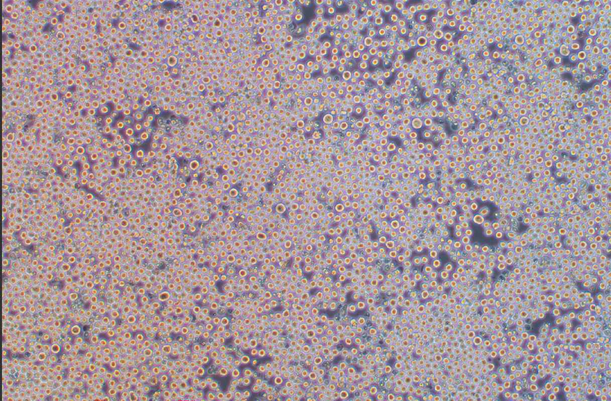 35.1雜交瘤細胞抗CD2(種屬鑒定)