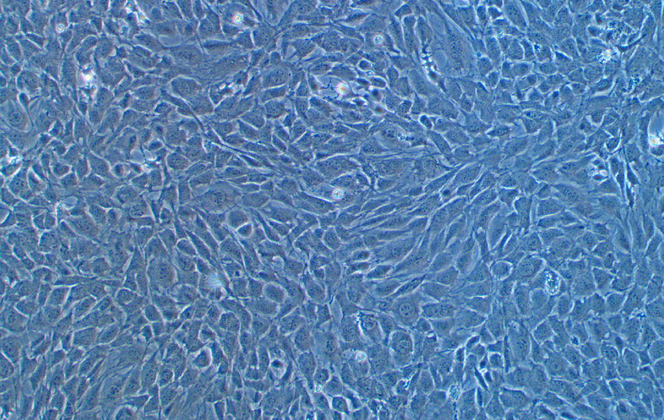 C3H小鼠骨肉瘤細胞LM8