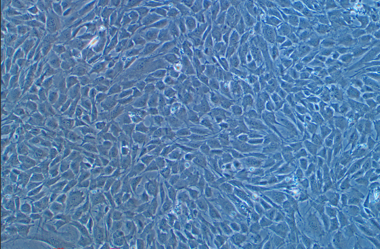 C3H小鼠骨肉瘤細胞LM8