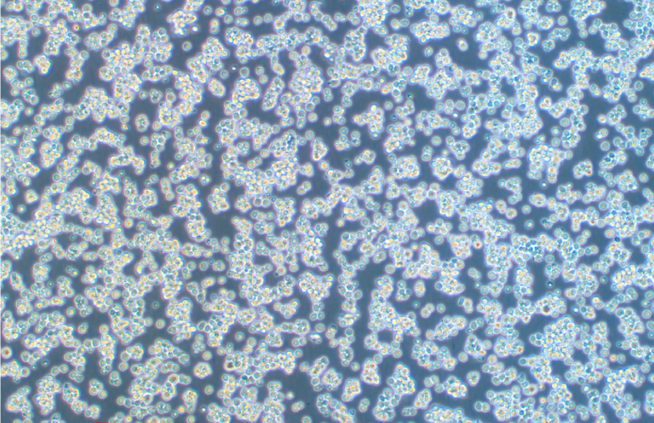 小鼠B細胞淋巴瘤A20(種屬鑒定)