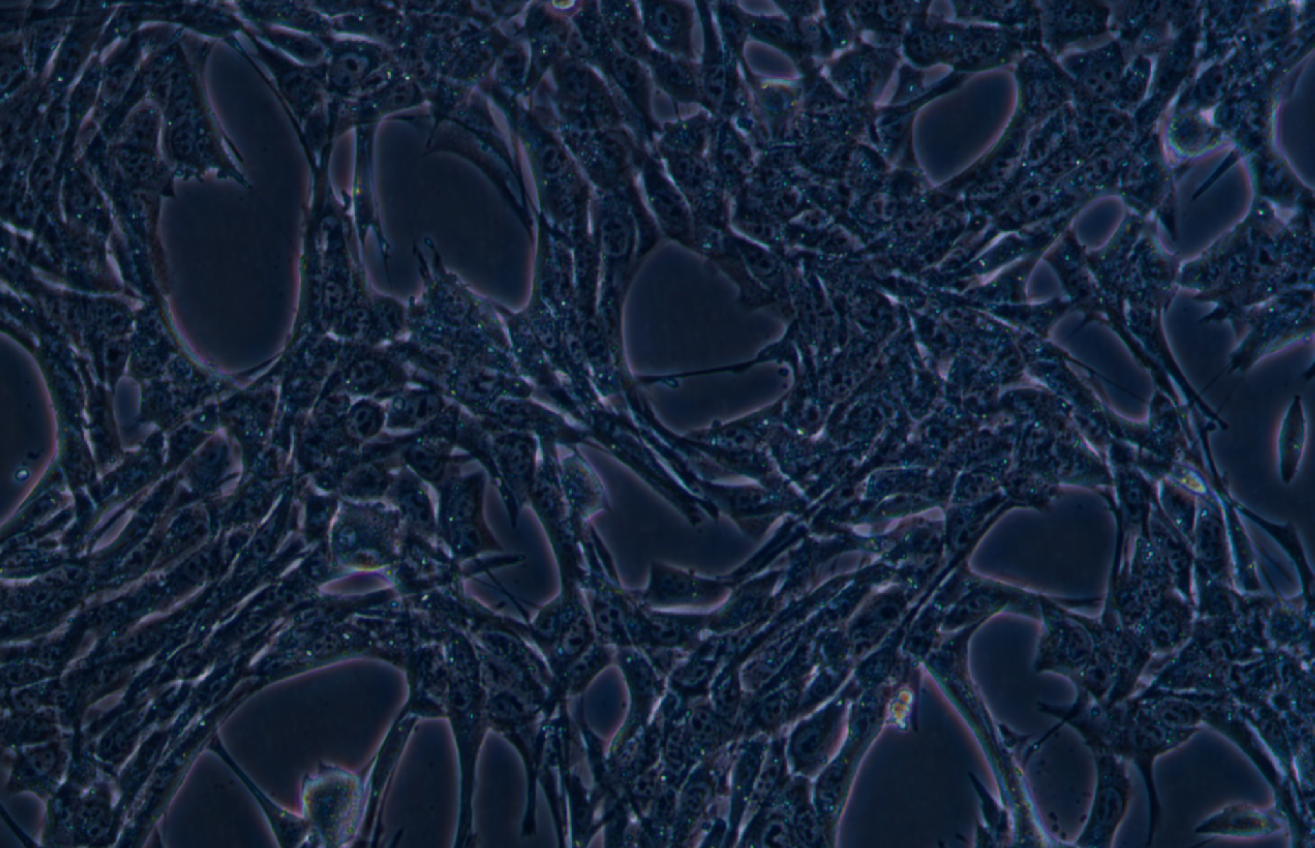 小鼠胰腺癌細胞 PANC02(種屬鑒定)