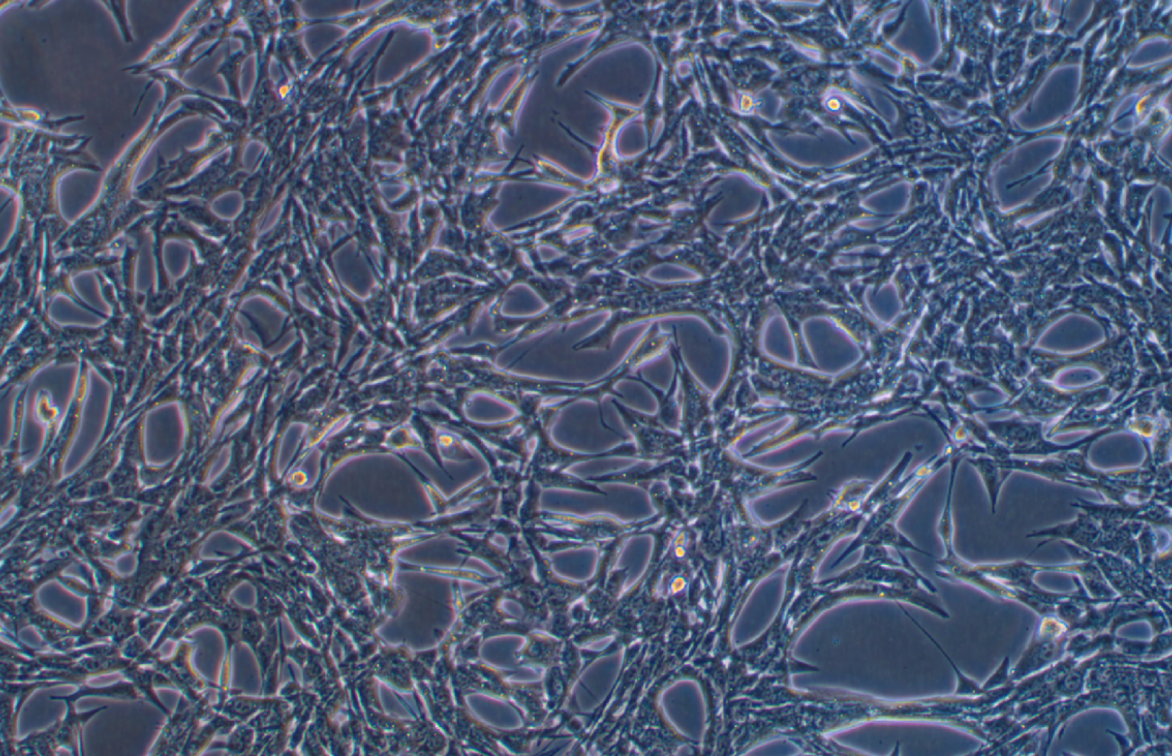 小鼠胰腺癌細胞(B類)Pan02(種屬鑒定)